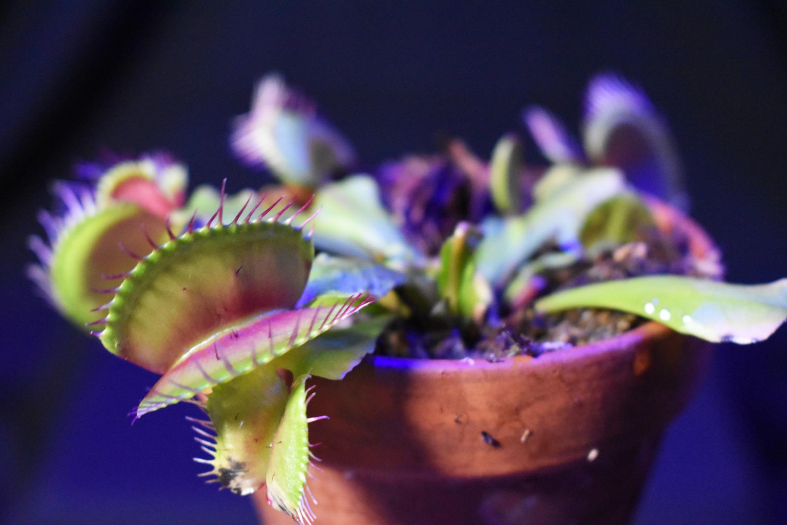 flytraps 3